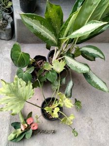 mix combo with 2 flowering plants.