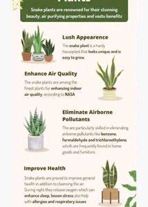 Diwali offer 🎇  Snake Plant in small black Pot
