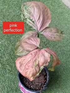 Mix Plants Offer