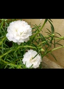 6 Plant With Rooted Combo