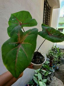 Caladium Bicilor Plant 🌵Pot