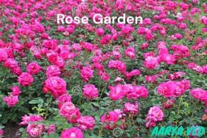 Beautiful Rose with Goatmilk Soap
