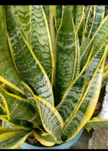 Snake Plant with Yellow Edges pack of 1