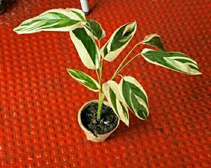 Never Neverplant