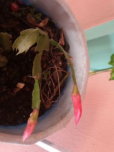 Crab Cactus
