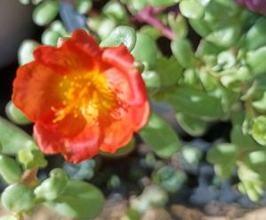 Red Bud Rose And 1 Portulaca Cuttings
