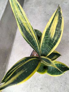 Snake Plants (Sansevieria)