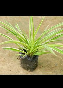 spider plant