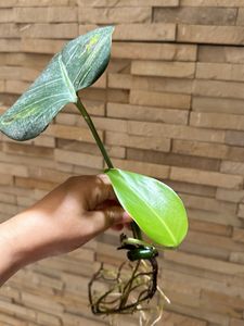 Monstera deliciosa, the Swiss cheese plant
