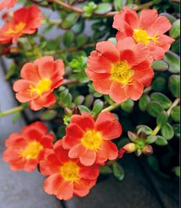 🪴 Plant (Portulaca oleracea 'Rio Orange')&amp;pot🌱