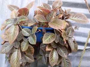 Variegated Balfour Aralia Plant