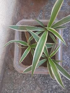 3 Real Spider Plant in soil