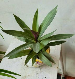 Moses in the Cradle Plant 🌵