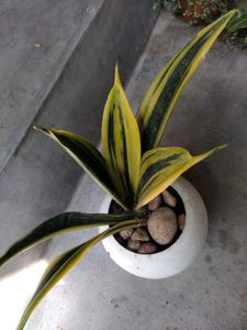 ndoor Plant Collection Set offers