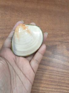 Natural Seashell trinket box