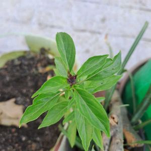 BEST SELLER 🔥🔥Aromatic Thai Basil Seeds
