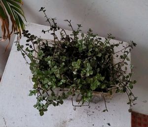 Beautiful Turtle Vine Plant🌵&amp; Pot