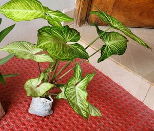 Pack 2 Evergreen Money &amp; Arrowhead Plant 🪴