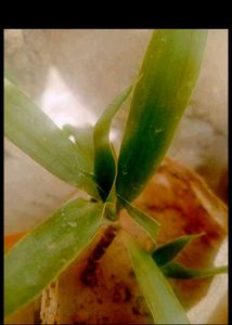 Beautiful 7 Plants