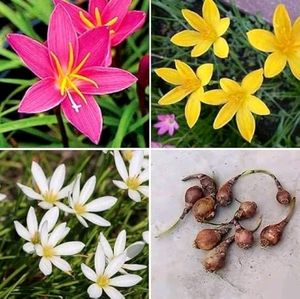 3 Colour Rain Lily's