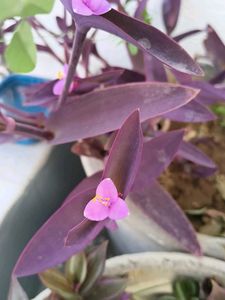 Purple Heart Plant