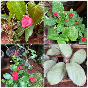 26 Live Root Plants