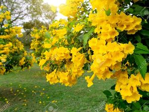 Ticoma Plant 20 Seeds