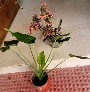 Set 2 Colues Verieties &amp; alocasia Plants🪴