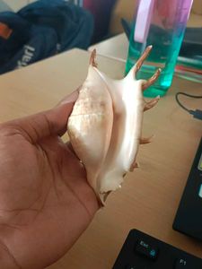 Unique Decorative Seashell