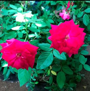 Alive Rose Plant