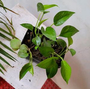 Evergreen Money Plant🪴&amp; pot