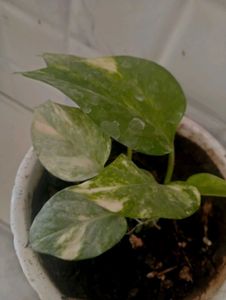 Money Plant