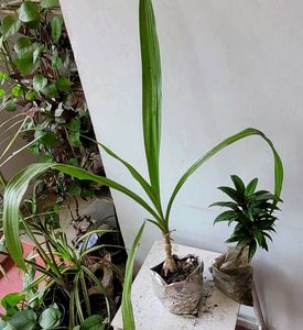 Set 2.Syngonium &amp; Crinum  Plants 🪴