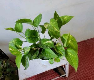 Set 2 Evergreen Money &amp; Arrowhead Plant &amp; Pot