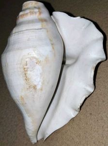 Two Dakshinavarti Shankh Ornate Conch Shell -