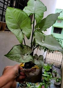 Pack 2 Evergreen Arrowhead Plant 🌵&amp; Pot