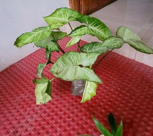 Pack 2 Callisia Fragrans&amp; Arrowhead Plants &amp; pot