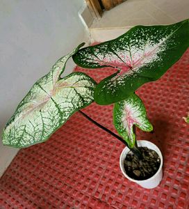 Pack 2 Syngonium &amp;calcium cherryplant 🌵
