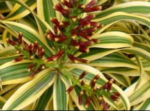 🪴 Pandanus Veitchii Plant 🌱&amp; pot