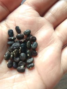 Seeds
