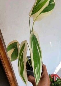 3 Set Pandanus veitchii &amp; Never.. &amp;Purple Heart pl