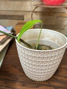 Monstera deliciosa, the Swiss cheese plant