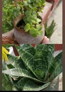 Combo Of Jade And Sensiveria