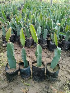Dragon Fruit Plant Rs.99 Offer Only One Day