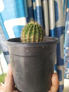 Price Drop -Cactus With Free Pot