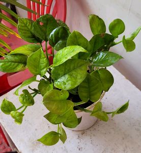 Ever Green Money Plant & pot