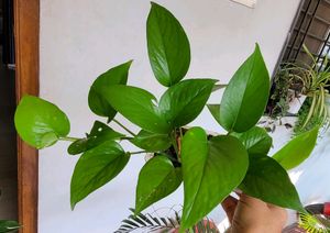 4 Set Plants🪴