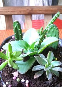 Combo Plants