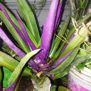 Beautiful Purple Plants With Freebies