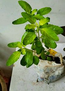 Pack 2 Tulsi &amp; Purple Heart ❤️ Plants